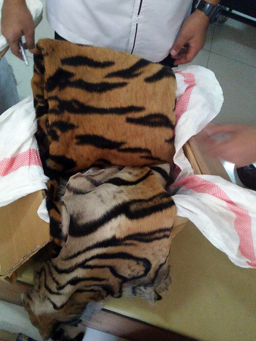 Tiger Skin Trade Syndicate Member Arrested in Jambi (October 20, 2016)